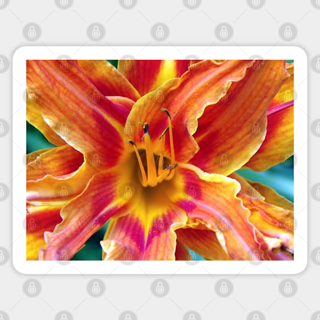 Flower Close Up Orange Lily Bloom Art, Floral Home Decor, Gifts & More! Sticker by tamdevo1